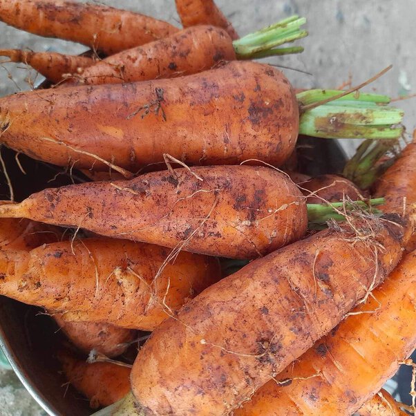 Cà rốt