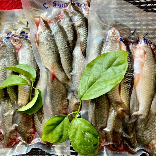 Cá Suối Có Trứng