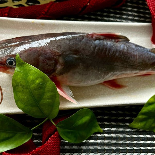 Cá Lăng Vàng