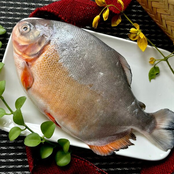 Cá chim đen sông