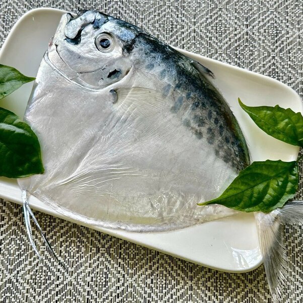 Cá bánh lái