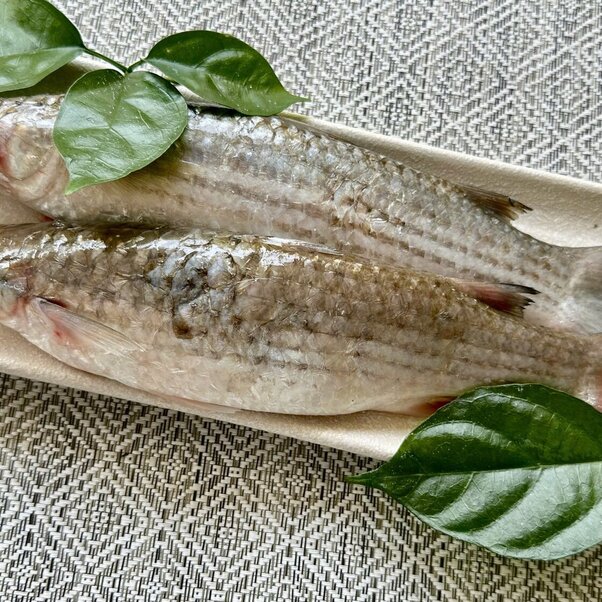 Cá đối 