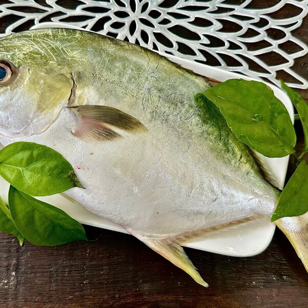 Cá chim trắng