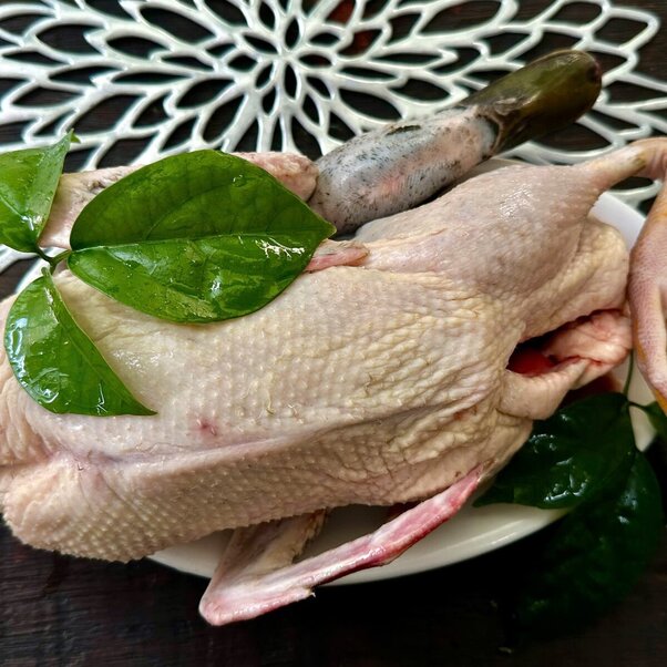 Vịt cỏ