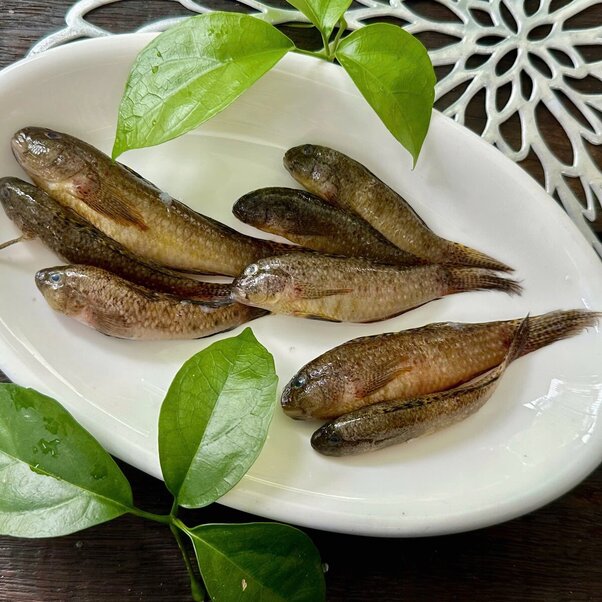 Cá bống dừa