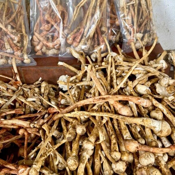 Nấm Mối Tây Bắc