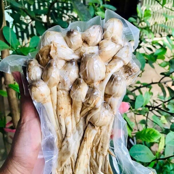 Nấm Mối Tây Bắc