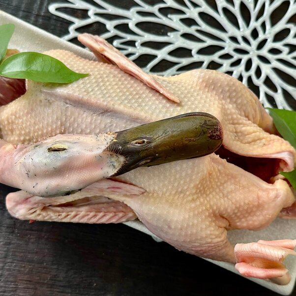Vịt cỏ