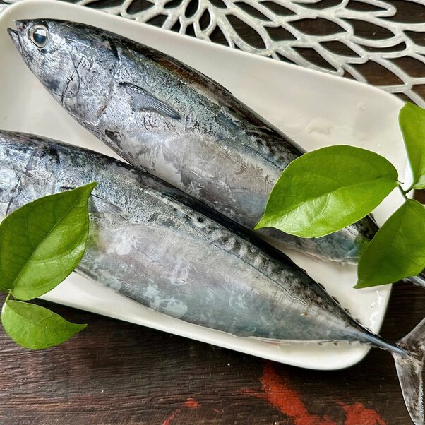 Cá ngừ ồ