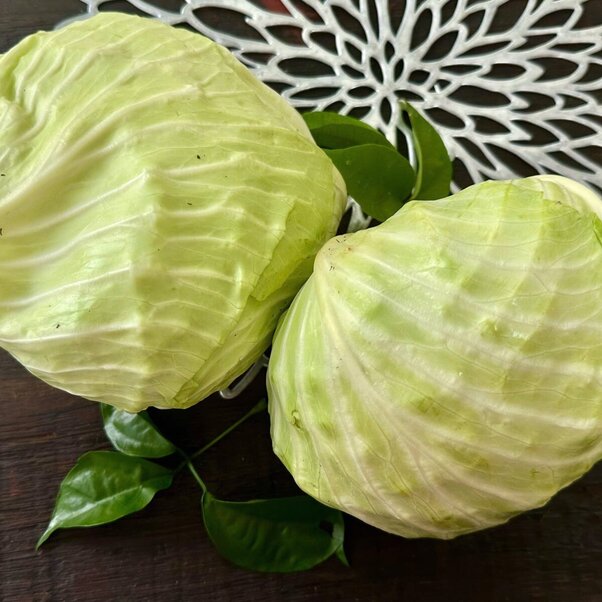 Bắp cải 